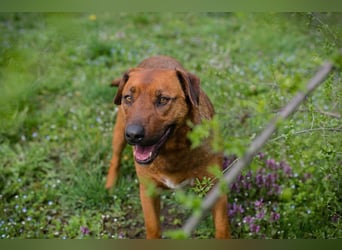 RUSTY - der aktive Rüde liebt die Nähe zu den Menschen und er freut sich, wenn er lernen darf