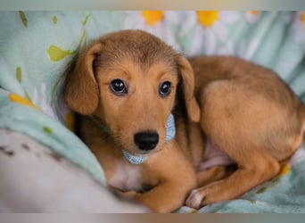 Welpe IBU - kuscheln, schmusen, lernen... schenkst du mir ein Zuhause?