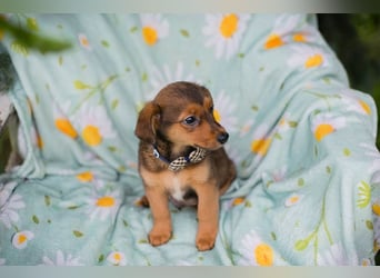 Welpe ELMO - wenn ich groß bin möchte ich ein richtiger Familienhund sein!