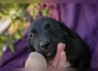 Welpe Chip-Nr. 290158 - ich suche einen Namen und am liebsten auch gleich eine tolle Familie!