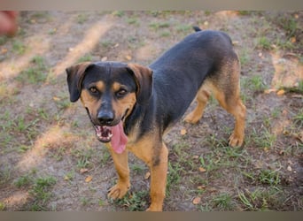 NICO - lernen, toben, kuscheln, mit meiner Familie und mit Artgenossen spielen - das wünsch ich mir!