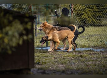 JULICA - die aktive, hübsche Hündin sucht eine unternehmungslustige Familie