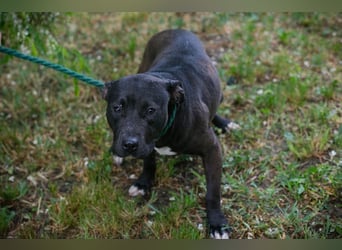 SAPPHIRE - wer schenkt mir sein Herz und ein Zuhause?