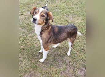 MAYA - die liebe und zutrauliche Hündin wartet gespannt auf ihre Menschen!