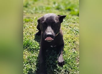 Internes Kennzeichen 25L - für diese aktive Junghündin suchen wir eine unternehmungslustige Familie!