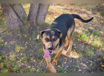 NICO - lernen, toben, kuscheln, mit meiner Familie und mit Artgenossen spielen - das wünsch ich mir!