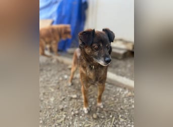 Internes Zuordnungsmerkmal 11J - wer zeigt dem süßen Kerlchen, wie schön ein Hundeleben sein kann?