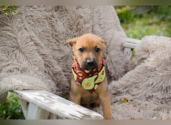 Welpe SPAJDER - der kleine Racker möchte so gerne DEIN vierbeiniger Begleiter sein!