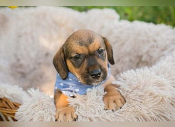 Welpe JUMPER - kuscheln, lernen, spielen - schenkst du mir dein Herz und ein Zuhause?