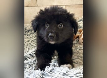 Welpe Chip-Nr. 264925 - kleiner "Dreikäsehoch" sucht liebevolle Heimat.