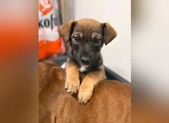 Welpe KARLI - der unternehmungslustige kleine Racker möchte mit seinen Menschen die Welt entdecken!