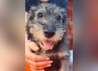 Chip-Nr. 2366551 - das kleine Welpenmädchen hätte so gerne einen tollen Namen und ein Zuhause