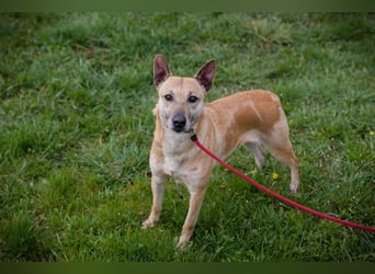AVA - ich freue mich auf tolle Abenteuer mit meinen Menschen!