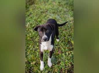 Chip-Nr.: 261357 - ich möchte zusammen mit meinen Menschen die Welt erobern!