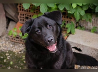 GITTA - die verspielte und unternehmungslustige Hündin möchte mit ihren Menschen die Welt entdecken