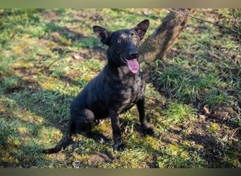 ANOUSH - das liebe Mädchen träumt davon, eine richtige Familienhündin zu sein!