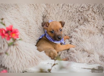 Welpe Chip-Nr. 272072 - wer schenkt mir ein liebevolles Für-Immer Zuhause?