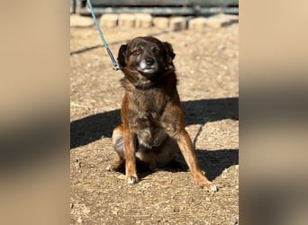 Internes Zuordnungsmerkmal 11J - wer zeigt dem süßen Kerlchen, wie schön ein Hundeleben sein kann?