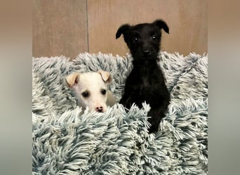 Welpe JANG - kuscheln, lernen, spielen - wer schenkt mir Liebe und ein tolles Hundeleben?