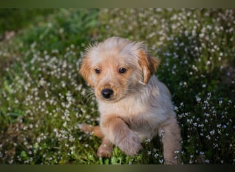 Welpe ULLI - schenkst du mir dein Herz und ein liebevolles Zuhause?
