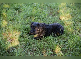 Welpe Chip-Nr. 282885 - die kleine Maus sucht ein liebevolles Zuhause!