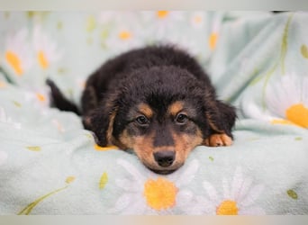 Welpe TIMO -wenn ich groß bin möchte ich ein richtiger Familienhund sein!