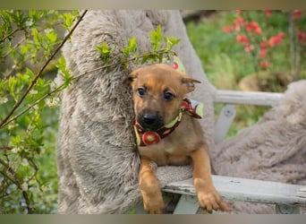 Welpe SPAJDER - der kleine Racker möchte so gerne DEIN vierbeiniger Begleiter sein!