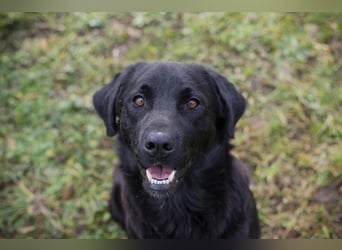ARNE - der goldige, liebe Rüde freut sich sehr auf sein eigenes Zuhause!