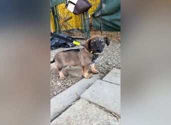 Welpe KARLI - der unternehmungslustige kleine Racker möchte mit seinen Menschen die Welt entdecken!