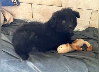 Welpe Chip Nr. 275371 - der kleine Racker freut sich auf tolle Abenteuer mit seinen Menschen