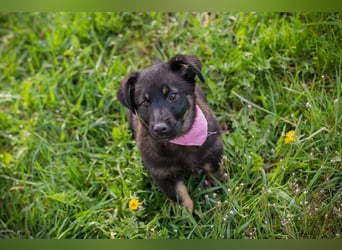 Welpe SOPHIA - das fröhliche Mädchen möchte so gern eine richtige Familienhündin sein!