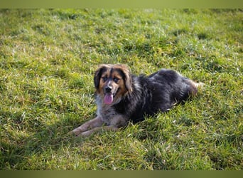 NAMIRA - die lebhafte, aktive Hündin ist nichts für Couchpotatos :-)