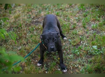 SAPPHIRE - wer schenkt mir sein Herz und ein Zuhause?
