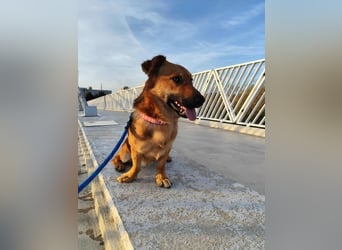 FOXY - ich wünsche mir eine liebevolle Familie, die mir zeigt wie schön ein Hundeleben sein kann...