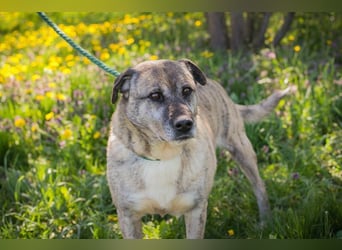 WILSON - der ruhige und bedächtige Senior mit der zarten Seele sucht ein liebevolles Zuhause