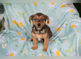 Welpe ELMO - wenn ich groß bin möchte ich ein richtiger Familienhund sein!