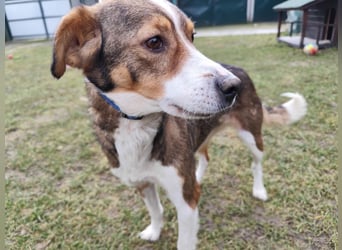 MAYA - die liebe und zutrauliche Hündin wartet gespannt auf ihre Menschen!