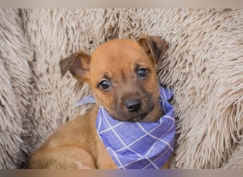 Welpe Chip-Nr. 272072 - wer schenkt mir ein liebevolles Für-Immer Zuhause?