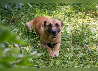 GRETA - die freundliche und verschmuste Hündin freut sich auf ein eigenes Zuhause