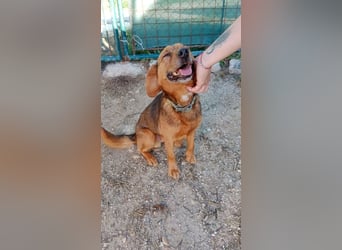 BAILEY - wer zeigt dem fröhlichen, dankbaren Rüden, wie schön ein Hundeleben sein kann?