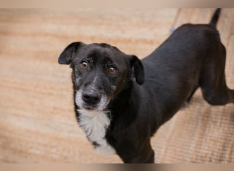 FIDO - der aufgeschlossene Rüde freut sich auf tolle Abenteuer mit seinen Menschen