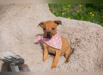 Welpe Chip-Nr. 271864 - ich träume von einem liebevollen Für-Immer Zuhause!