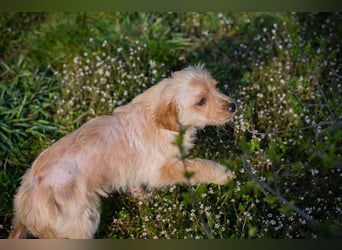 Welpe ULLI - schenkst du mir dein Herz und ein liebevolles Zuhause?