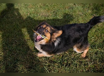 NAMIRA - die lebhafte, aktive Hündin ist nichts für Couchpotatos :-)