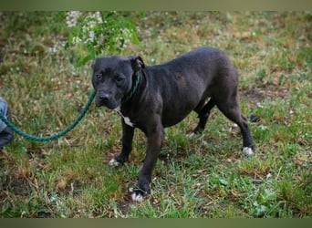 SAPPHIRE - wer schenkt mir sein Herz und ein Zuhause?