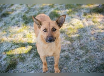 ROSALINA - die süße Hündin träumt von einem tollen Für-Immer Zuhause