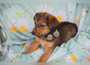 Welpe ELMO - wenn ich groß bin möchte ich ein richtiger Familienhund sein!