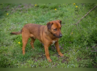RUSTY - der aktive Rüde liebt die Nähe zu den Menschen und er freut sich, wenn er lernen darf