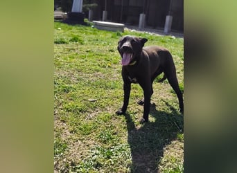 Internes Kennzeichen 25L - für diese aktive Junghündin suchen wir eine unternehmungslustige Familie!