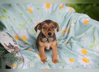 Welpe ELMO - wenn ich groß bin möchte ich ein richtiger Familienhund sein!